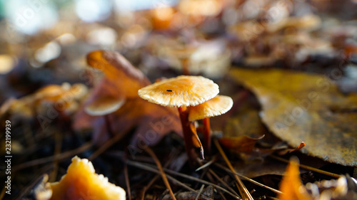 Mushrooms along the forest floor in Autumn