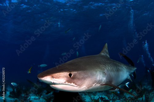 Sharks of Tiger Beach