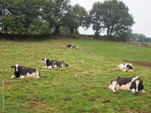 Regurgitating cattle in green meadow - Furela, Galicia, Spain © lkonya