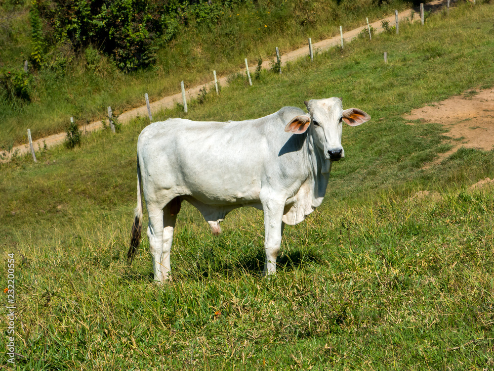 White ox on green pasture - bull - livestock - cattle raising