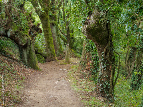 Camino track through lush green vegetation - Pintin, Galicia, Spain