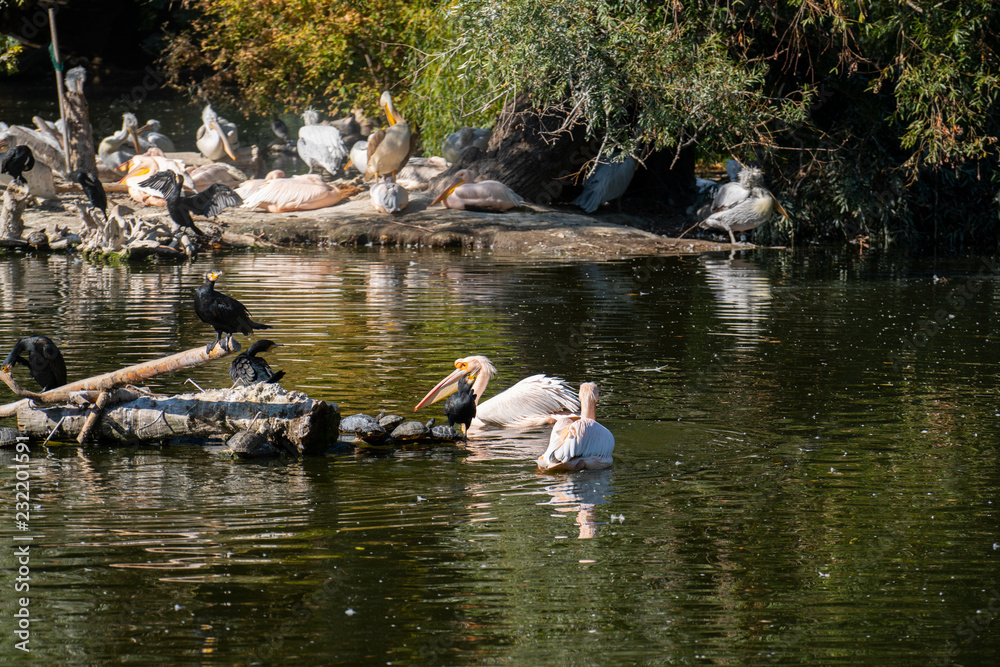 Pelicans are swimming in the lake at the zoo