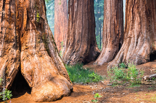 Giant Sequoia trees in Mariposa Grove, Yosemite National Park, California; smoke from Ferguson Fire visible in the air;