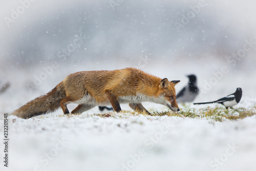 Mammals - European Red Fox (Vulpes vulpes) 