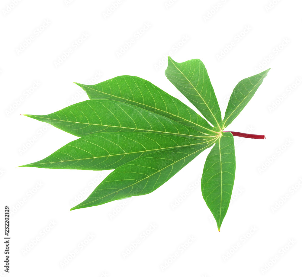 cassava leaf isolated on white background cassava leaf isolated on white background