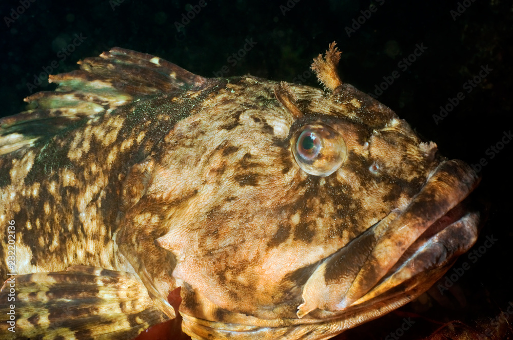 Obraz premium Cabazon