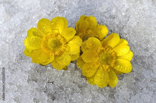 Adonis amurensis. First breath of spring. 