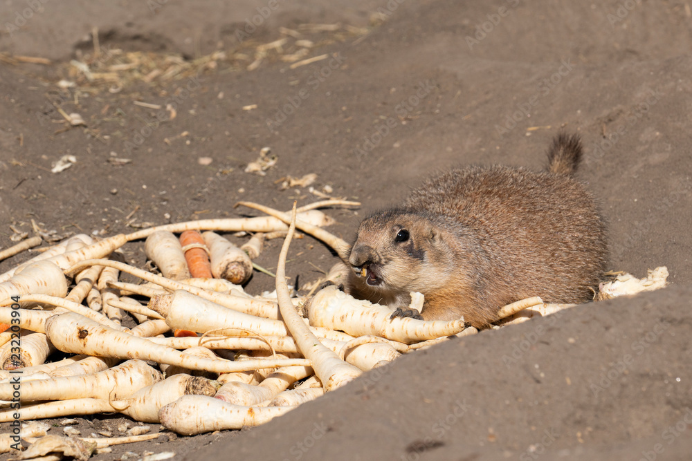 Obraz premium Black-tailed prairie eating at the zoo