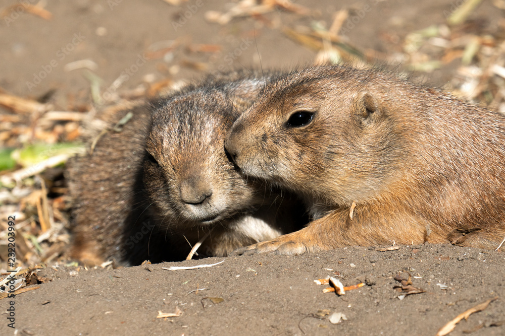 Naklejka premium Couple of black tailed prairie kiss each other at the zoo