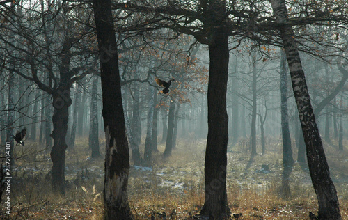 Fototapeta Naklejka Na Ścianę i Meble -  fog in forest