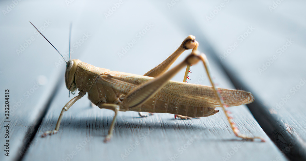 Close Up Australian Grasshopper Macro Close Up Australian Grasshopper Macro