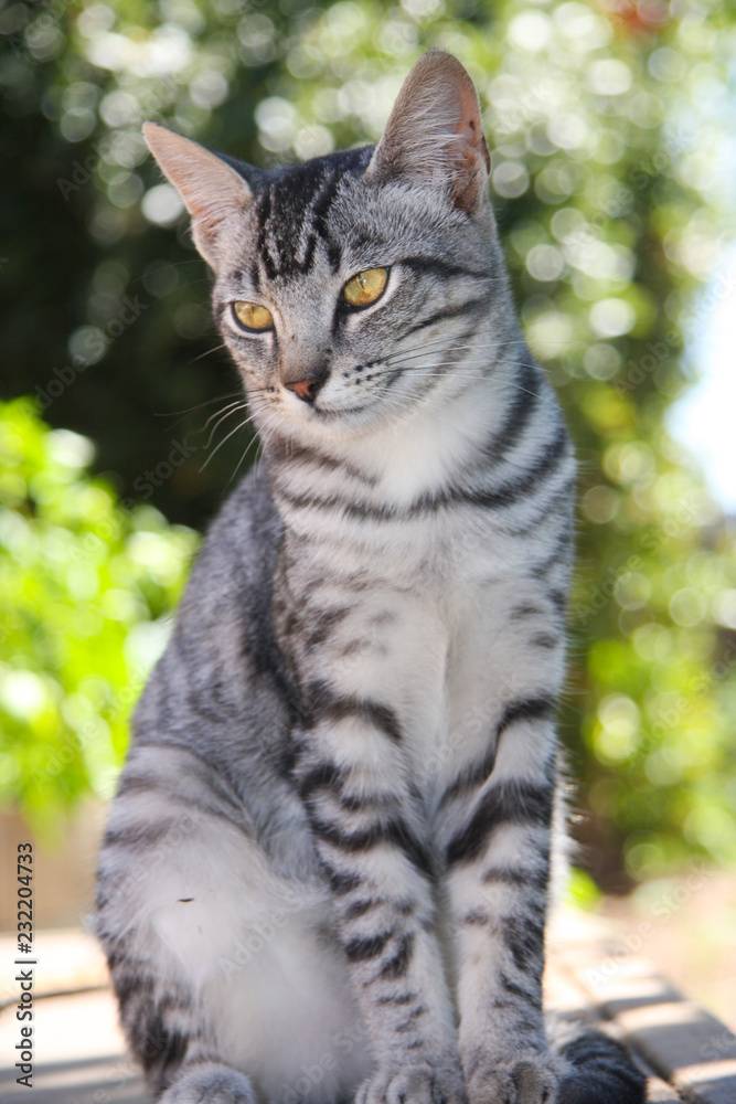 Handsome Tabby Kitten