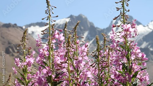 Wild flowers are pollinated by a bumblebee against snow-covered mountains