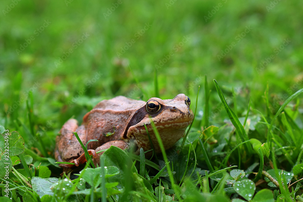 frog in grass frog in grass