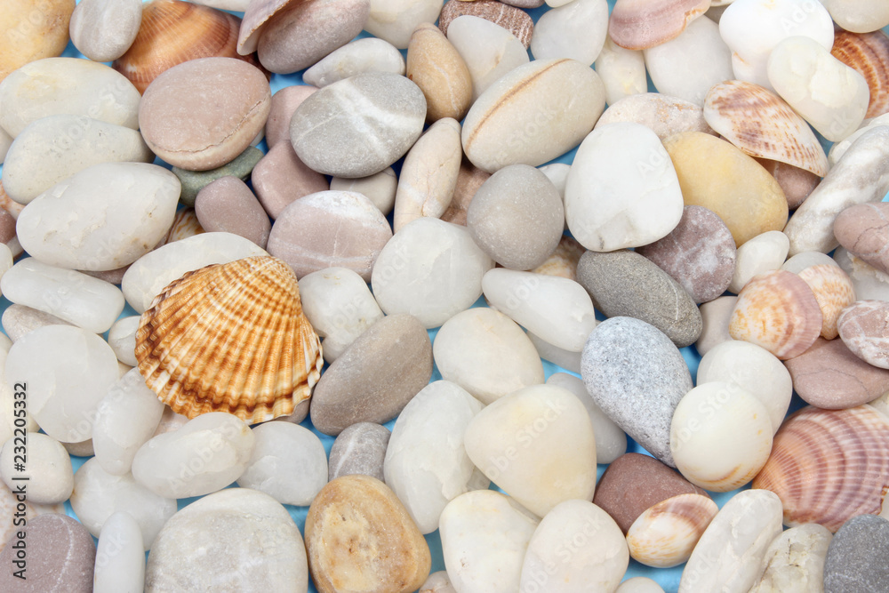 Seashells and pebbles composition