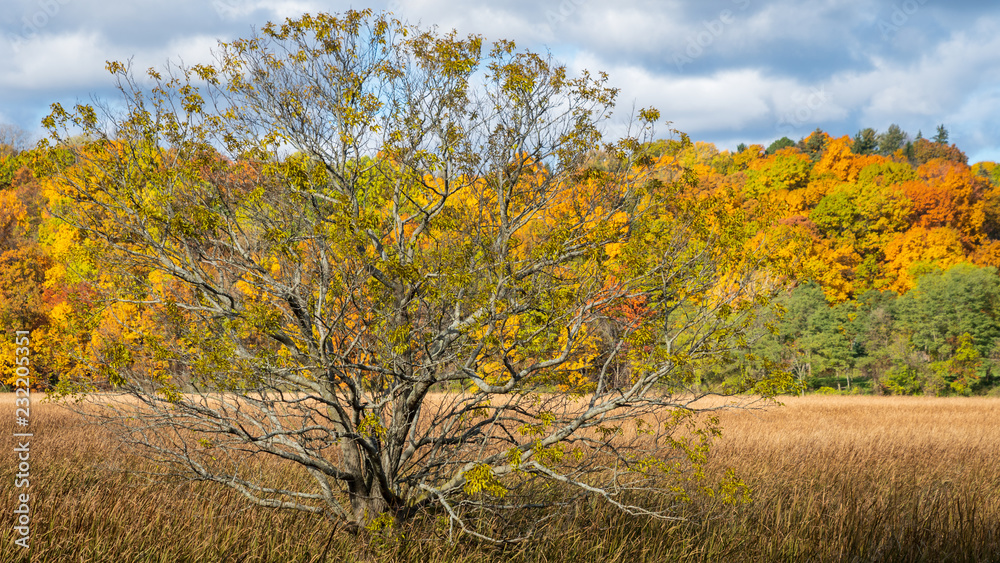 Fototapeta premium Trenchant Topiary