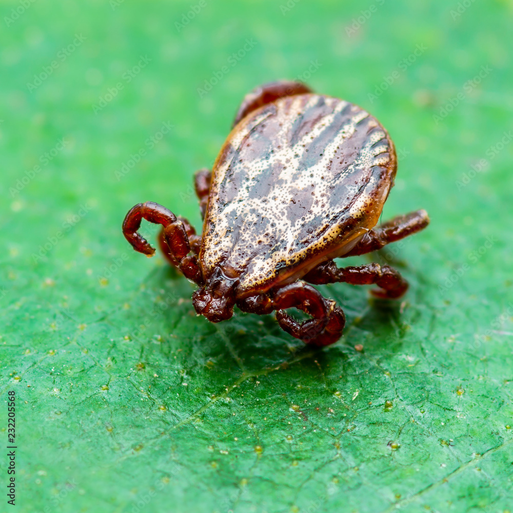Fototapeta premium Encephalitis Virus or Lyme Disease or Monkey Fever Infected Dermacentor Tick Arachnid Insect on Green Leaf Macro