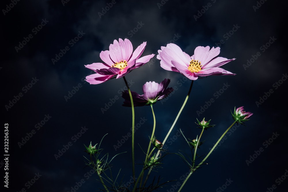 Fototapeta premium 幻想的なコスモス