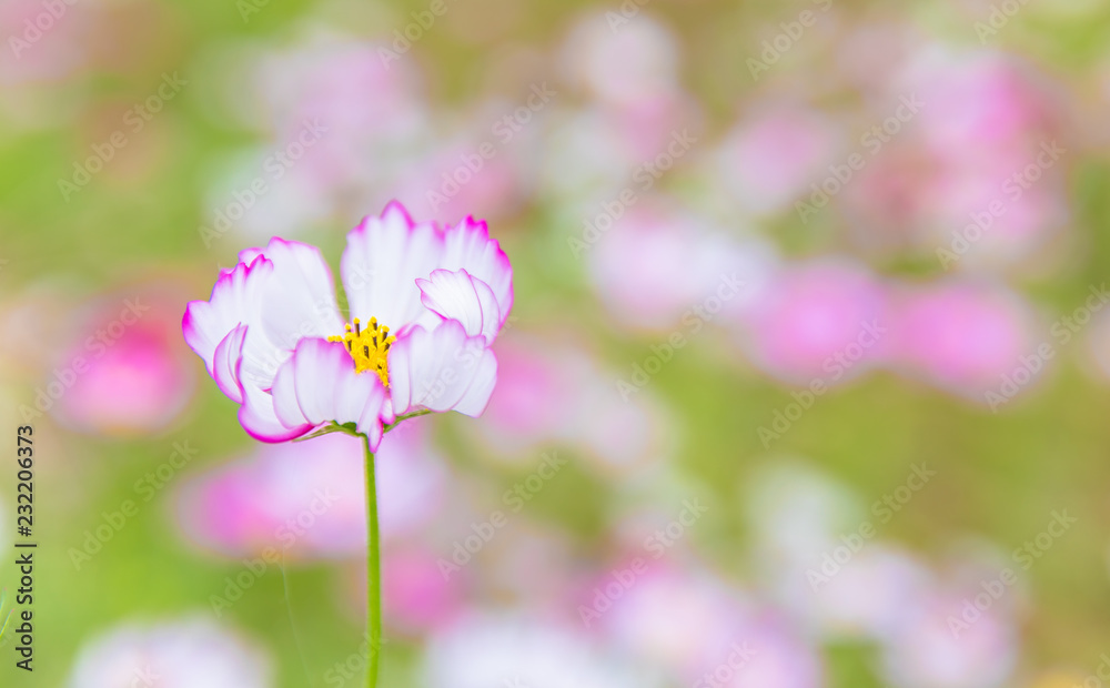 Obraz premium コスモス