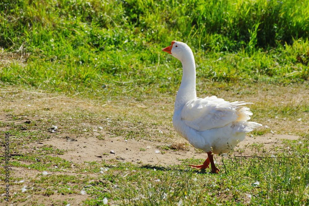 white goose on the trail goes graze white goose on the trail goes graze