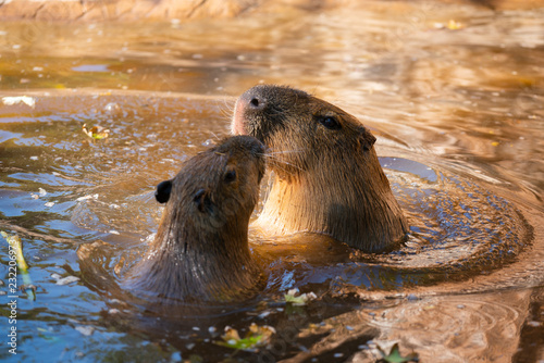 Capybaras playing in the pool at the zoo