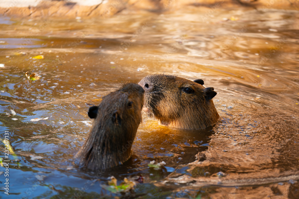 Capybaras playing in the pool at the zoo Capybaras playing in the pool at the zoo
