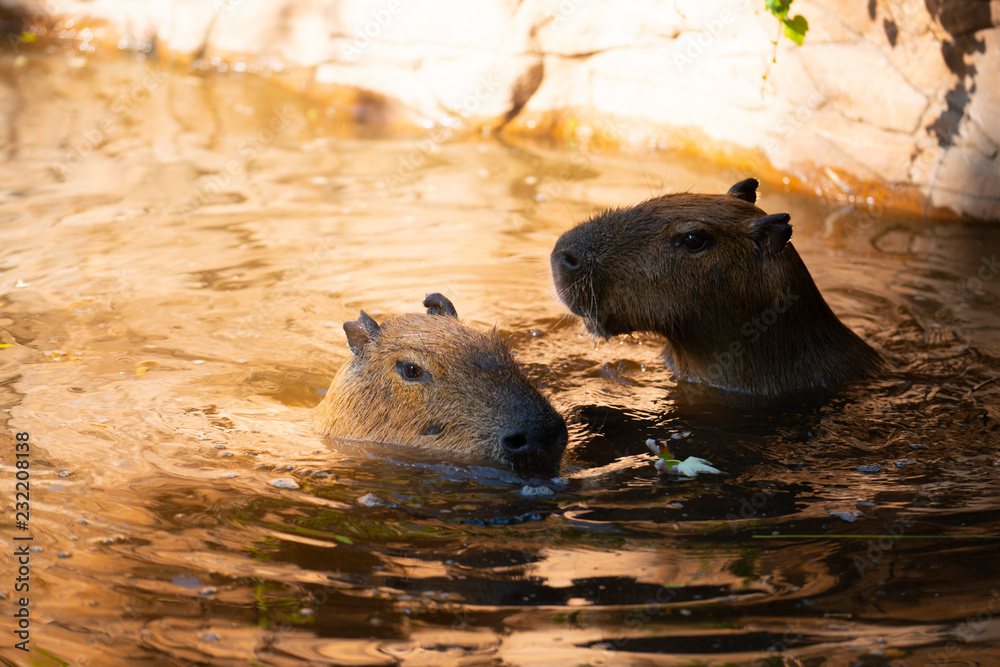 Capybaras playing in the pool at the zoo Capybaras playing in the pool at the zoo