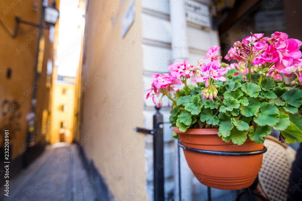 Streets decorated with flowers in pot in Tallinn