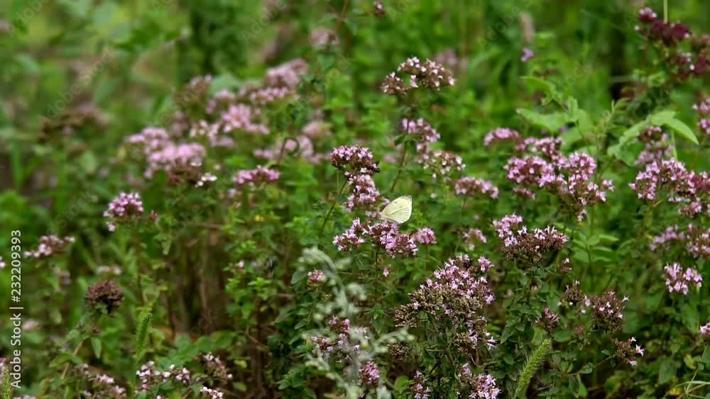 Butterflies on a bright warm day under a bright sun sit on the wild flowers to collect the nectane Butterflies on a bright warm day under a bright sun sit on the wild flowers to collect the nectane