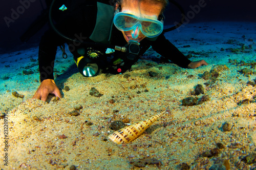 Diver with Auger Snail
