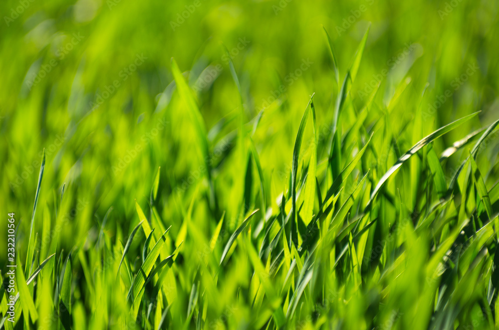 Fototapeta premium green grass background with selective focus