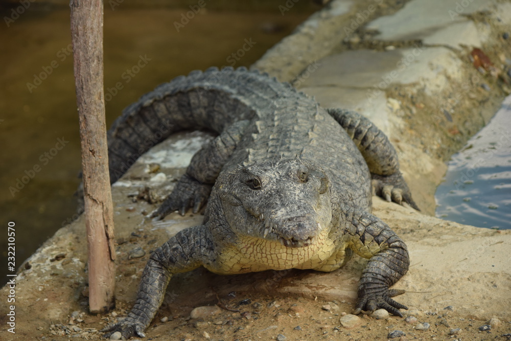 Obraz premium crocodile