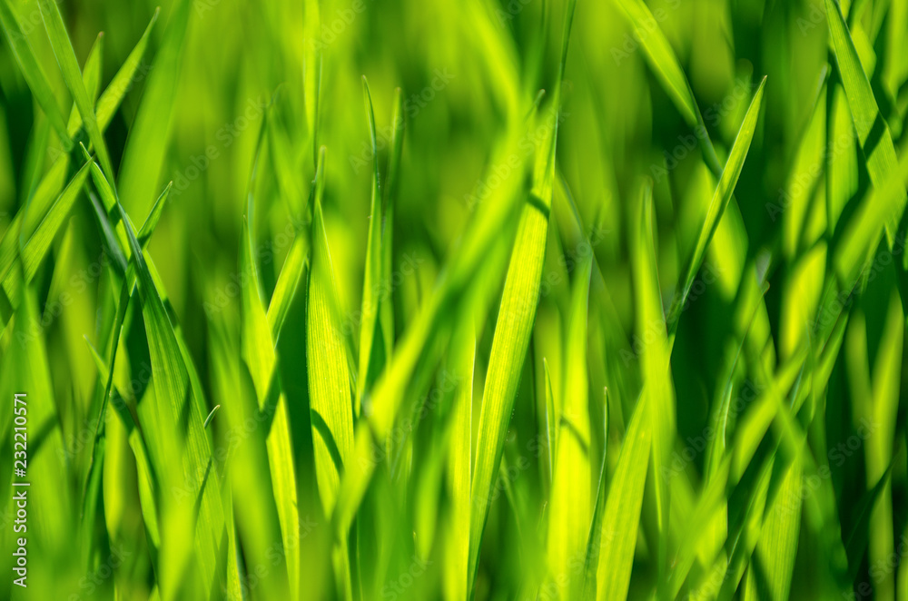 green grass background with selective focus green grass background with selective focus