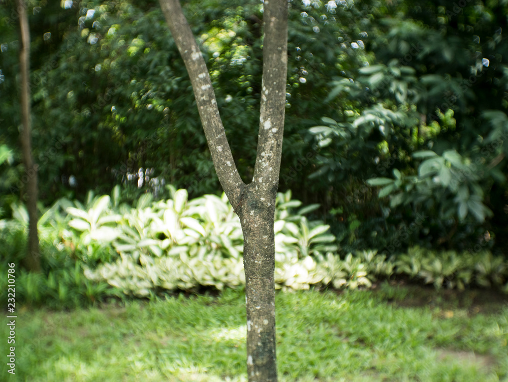Fototapeta premium Tree in the garden
