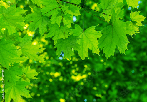 green leaves on the summer forest