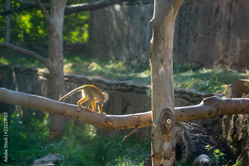 Squirrels monkeys at the zoo