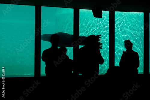 Monk seal swimming in the pool at the zoo and silhouette people looking at him