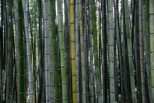 Fototapeta Naklejka Na Ścianę i Meble -  Bamboo, Kyoto, Arashiama