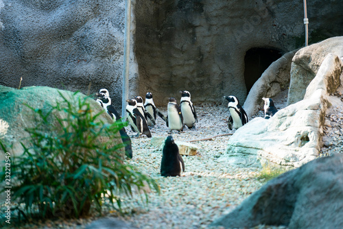 Penguins stay in group at the zoo