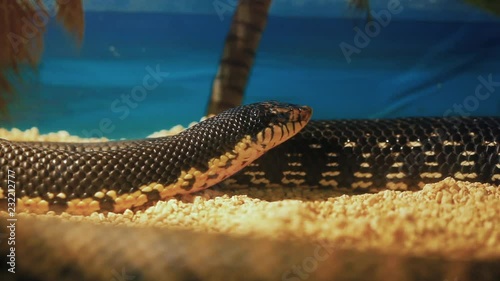 Leioheterodon madagascariensis or Malagasy Giant Hognose Snake. photo