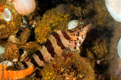 Painted Greenling photo
