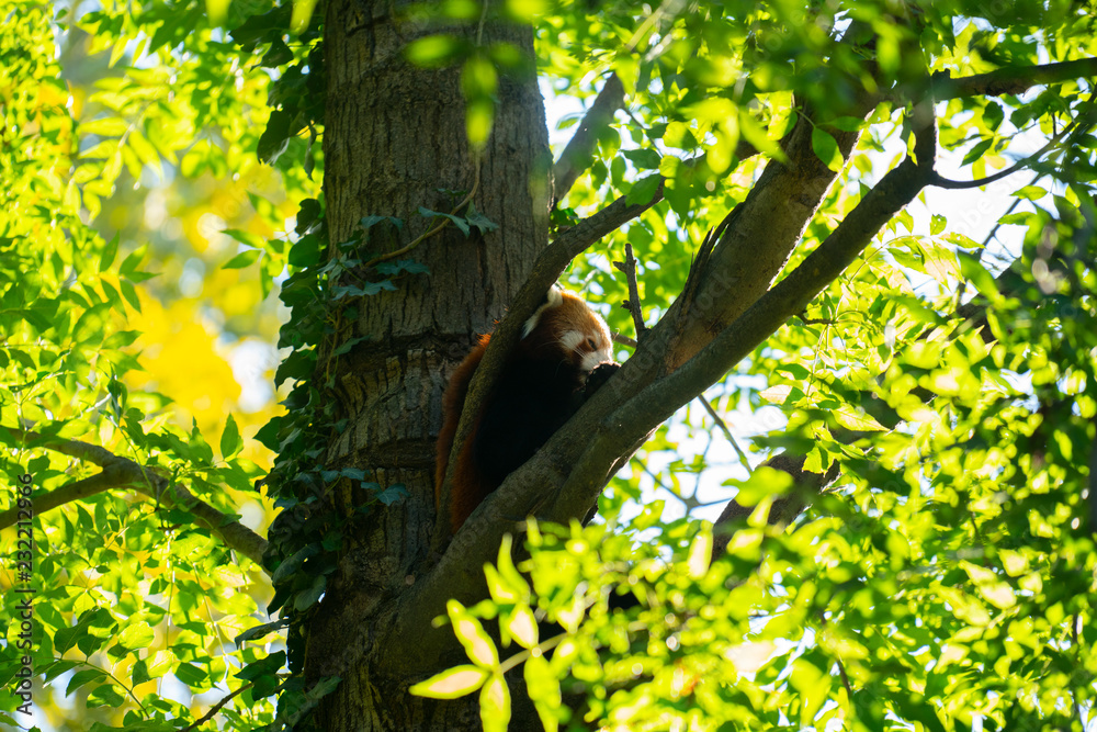 Fototapeta premium Red panda sitting at the tree