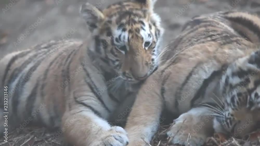 Siberian tigers playing with each other on brown grassy ground Siberian tigers playing with each other on brown grassy ground