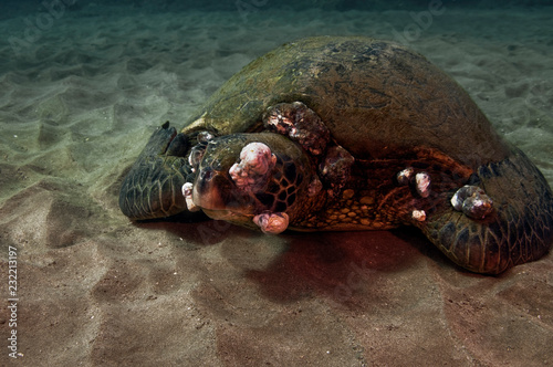 Sick Green Sea Turtle