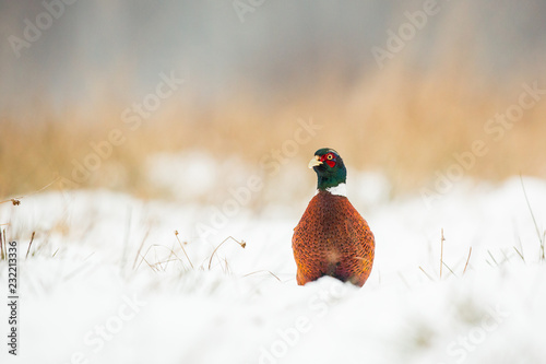 Birds - Common Pheasant (Phasianus colchicus) male - cock