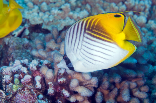 A thread fin butterfly fish makes it s home on a coral reef.