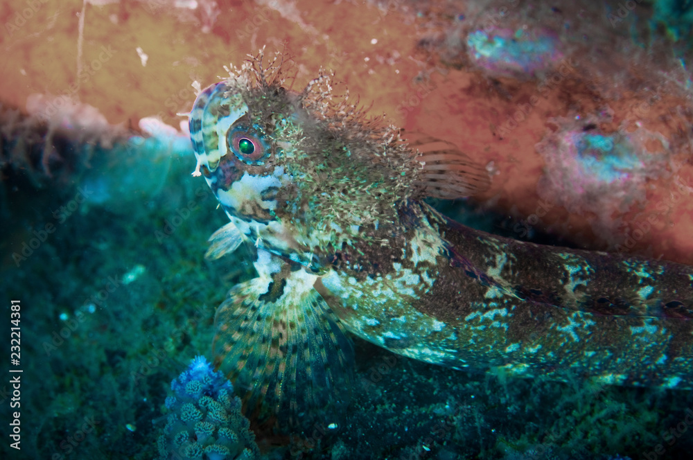 Moss Head Warbonnet Moss Head Warbonnet