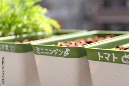 家庭菜園のプランターと植えたものの名前