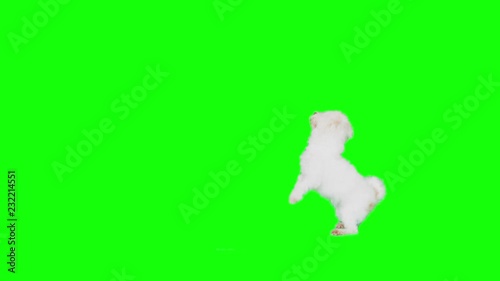 Slow Motion green screen shoot of a white small dog