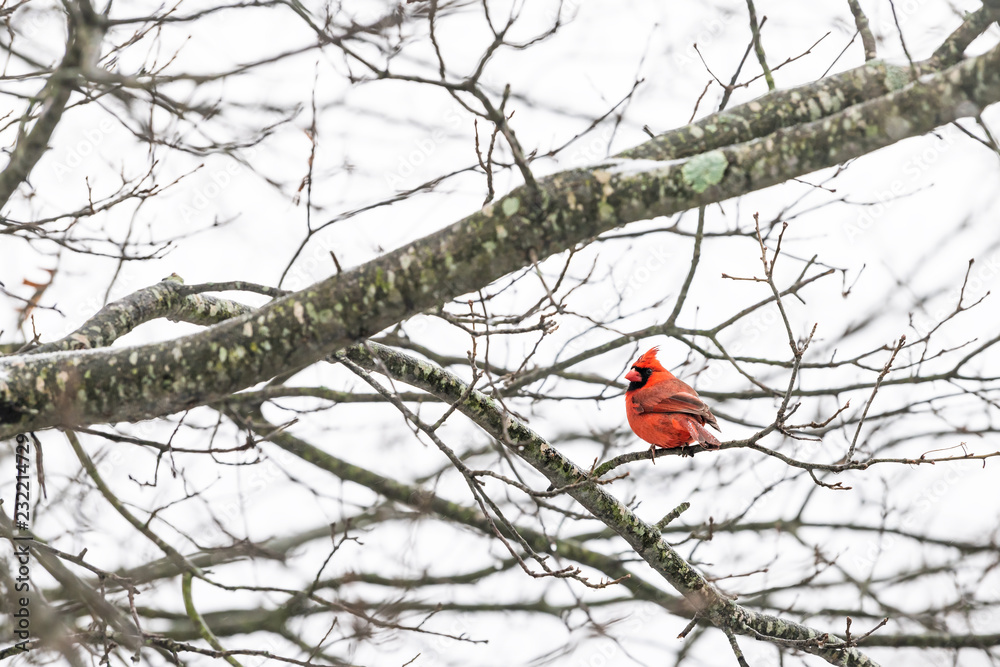 One red northern cardinal bird, Cardinalis, perched on tree branch during cold winter colorful in Virginia looking back, tail One red northern cardinal bird, Cardinalis, perched on tree branch during cold winter colorful in Virginia looking back, tail